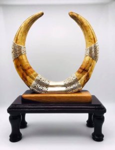 เงินหุ้มงา